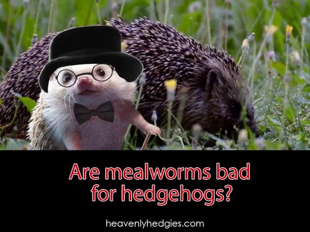 Quilly puts on a derby, spectacles, and a bowtie to answer the question - Are mealworms bad for hedgehogs