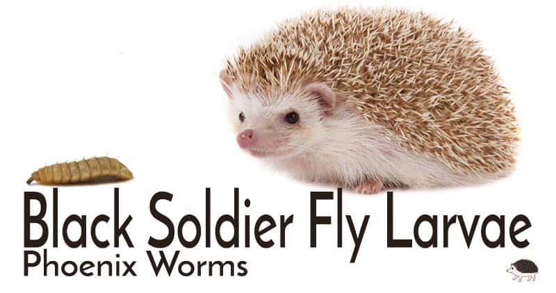 Black soldier flu larvae are probably the best hedgehog insect they can eat.