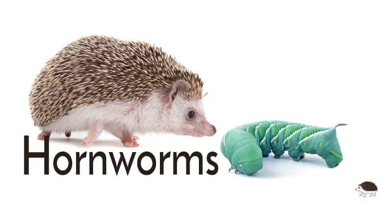 Hedgehogs love hornworms if they won’t eat anything else.