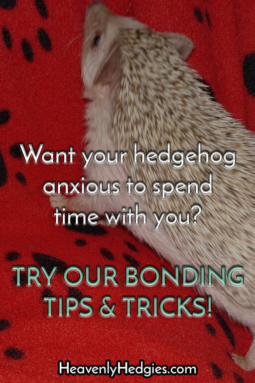 hedgehog anxiously looking for its owner