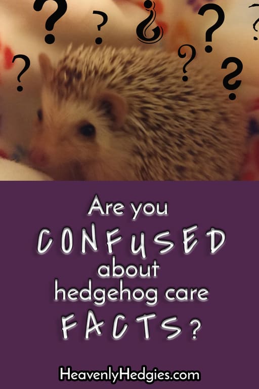 pin about questions surrounding hedgehog and care facts