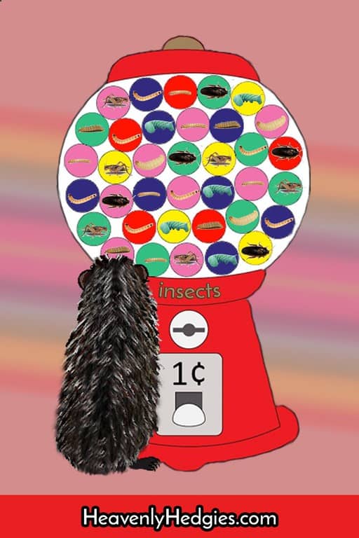Hedgehog choosing his next insect bug cuisine choice froma gum ball machine