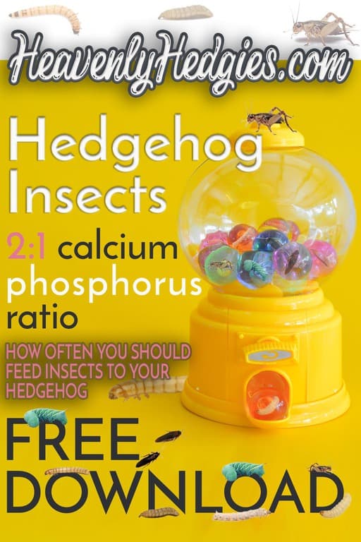 Yellow heavenly hedgies hedgehog insects magazine cover