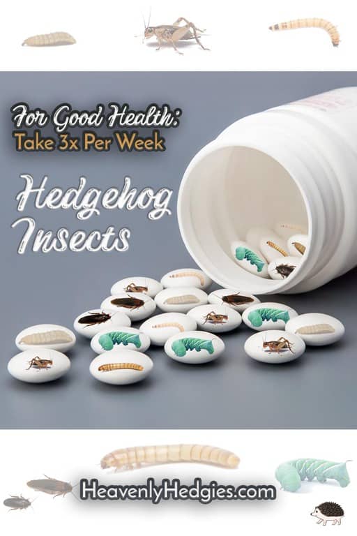 hedgehog insects in pill form