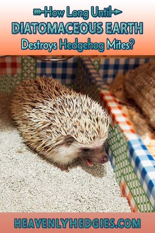 Diatomaceous earth works to eliminate hedgehog mites