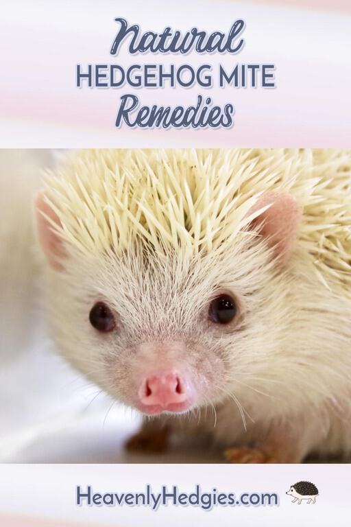 Hedgehog looking forward to his natural remedies for mites
