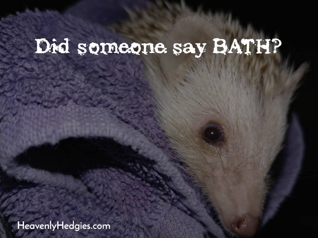 hedgehog stressed about bathtime in need of CBD oil
