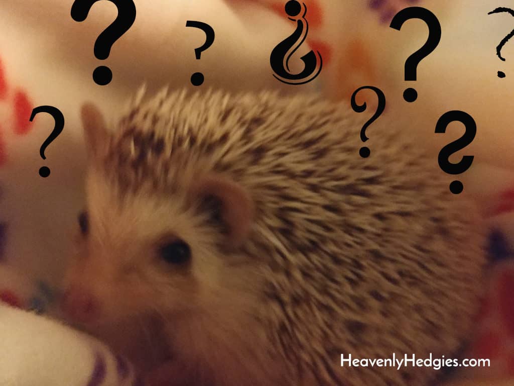 questions surrounding hedgehog and care facts