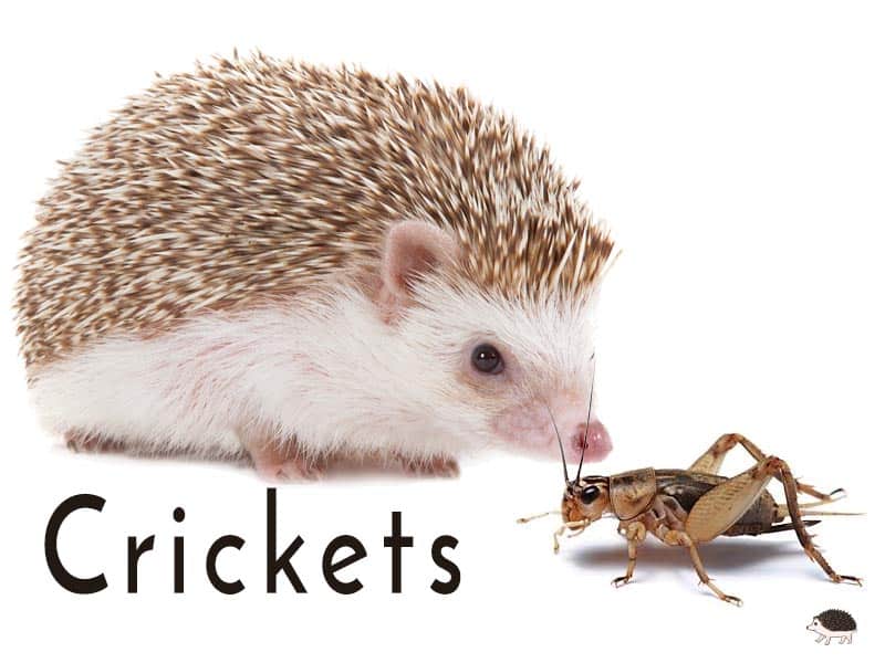 Crickets are one of the fastest moving hedgehog insects