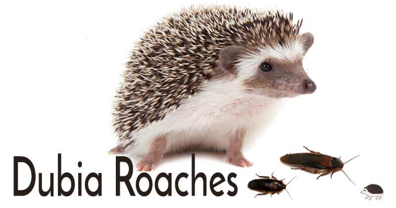 Dubia Roaches are an enriching treat for hedgehogs.