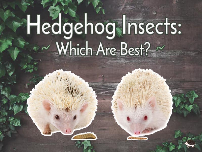 Can Hedgehogs Eat Calci Worms? Discover the Nutritional Benefits!