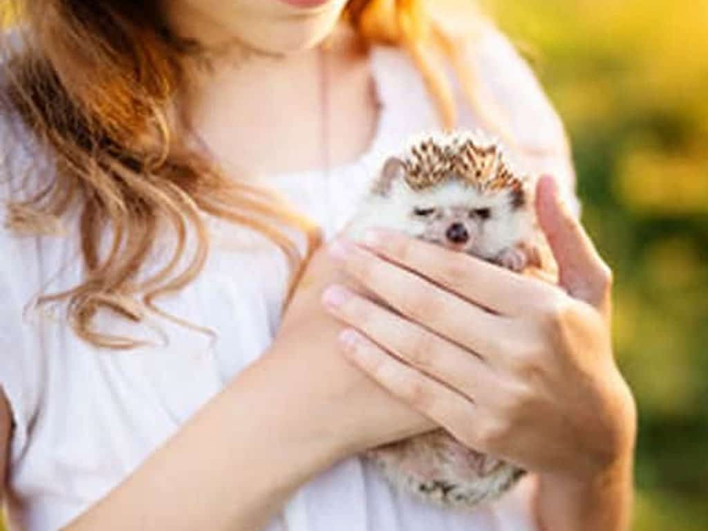 hedgehog being loved and cared for