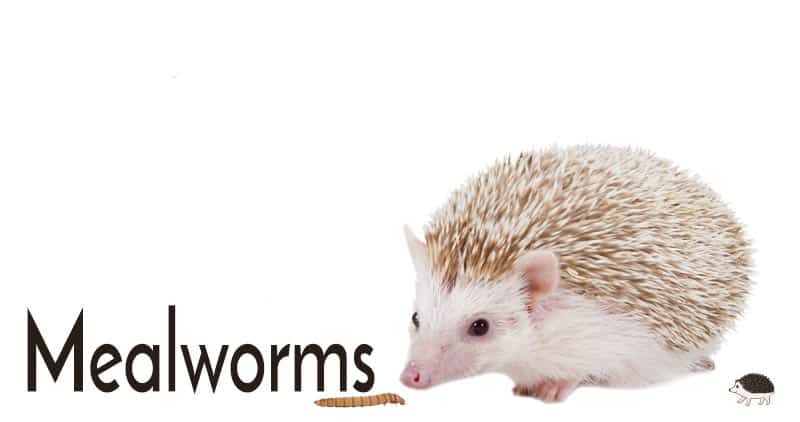 mealworms are not the best hedgehog insects but can be gut loaded for better value.