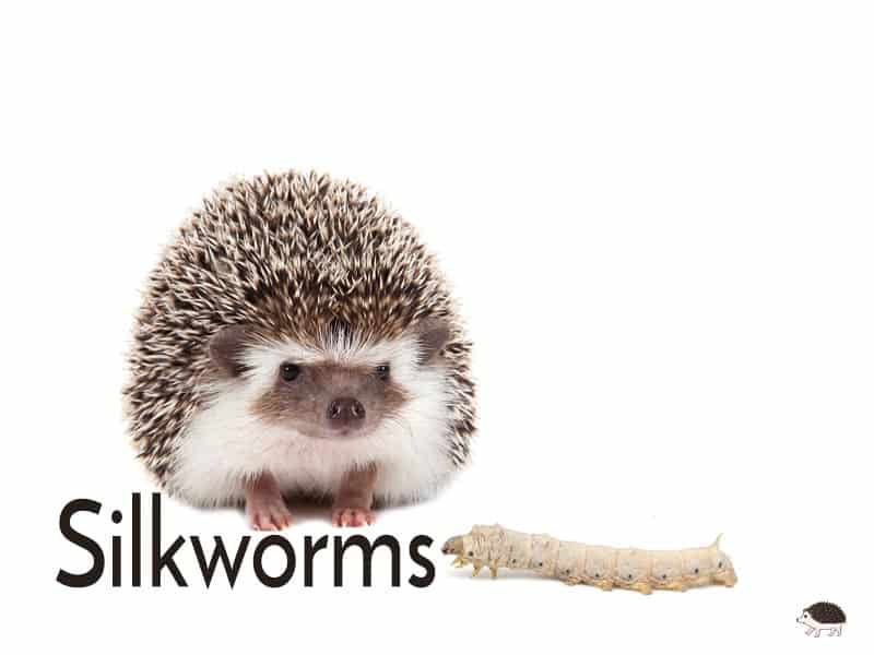 Hedgehogs like to eat silkworms.
