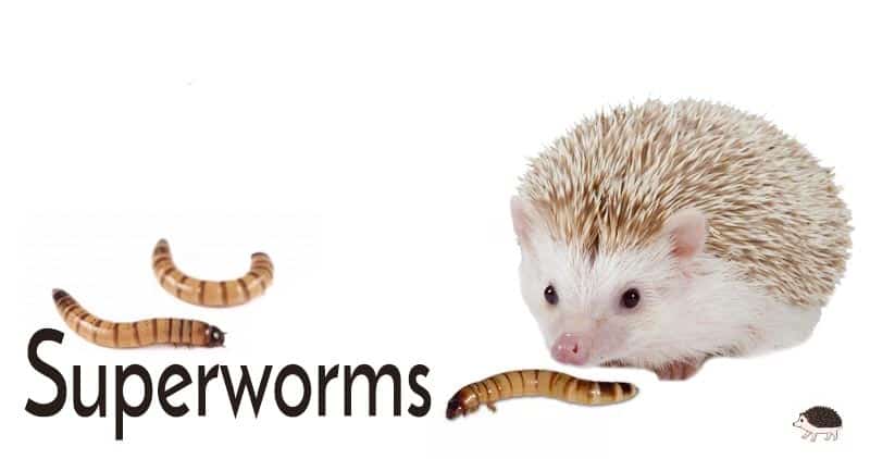 superworms make super hedgehog insects