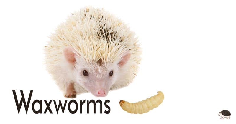 hedgehogs like to eat waxworms for their calcium content!