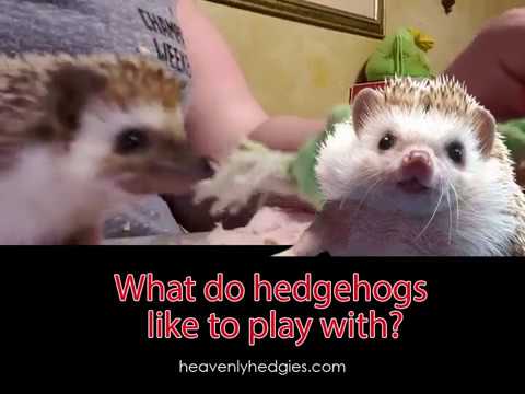 hedgehog playing in background while Quilly gets ready to answer what do hedgehogs like to play with