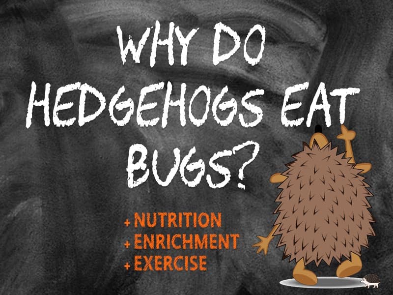 Hedgehog insects and bugs are valuable because...