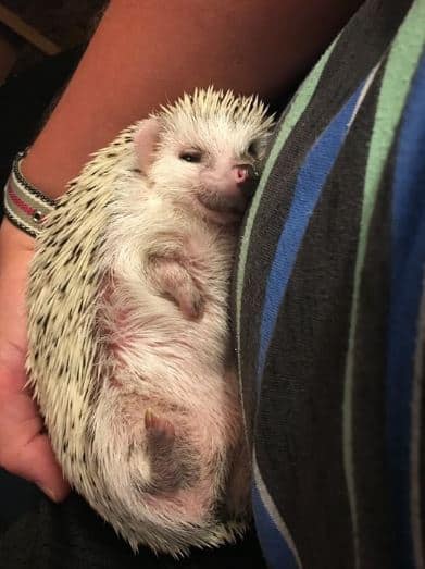 maybe extra cuddles can help hedgehog uri symptoms if you have mastered bonding