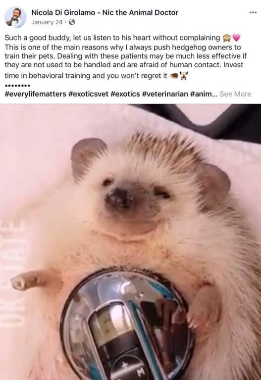 A vet advised hedgehog owners to train them to trust humans so medical attention will be easier.