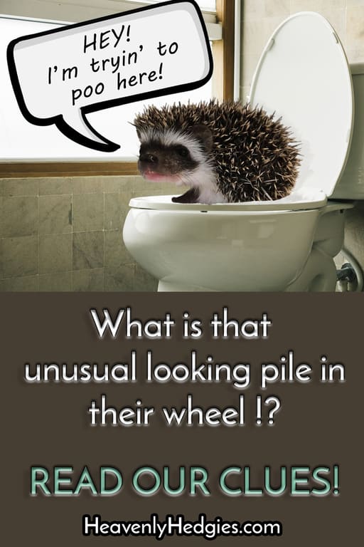 hedgehog pooping on a toilet indignant at being seen