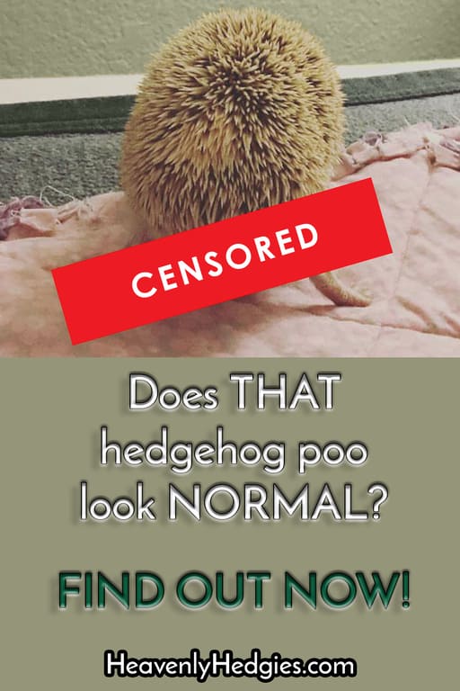 censored hedgehog taking a poo