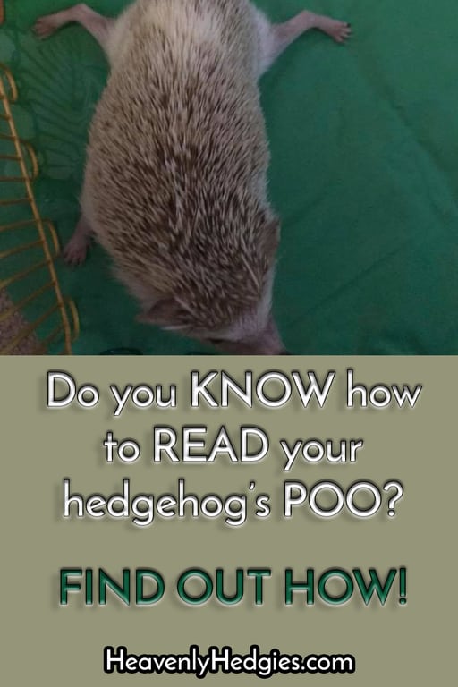hedgehog in a poo stance