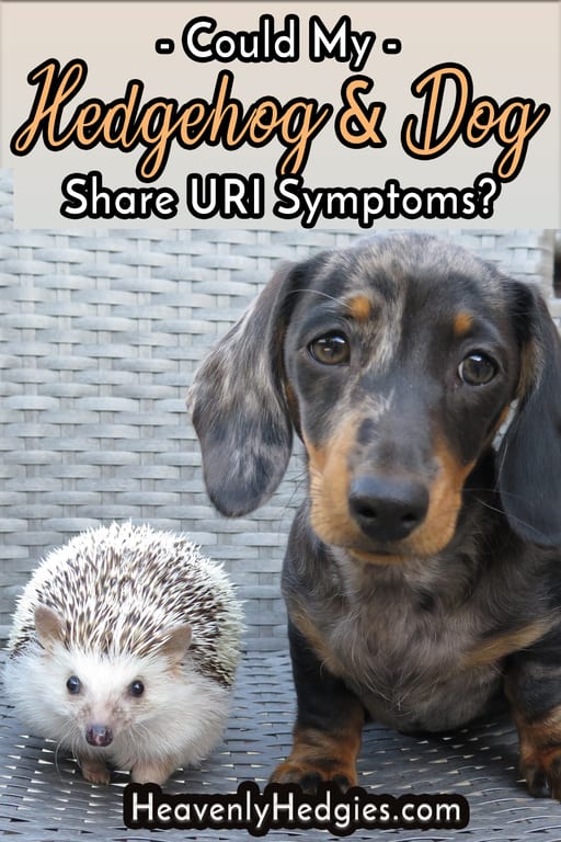 dachshund dog and hedgehog side by side