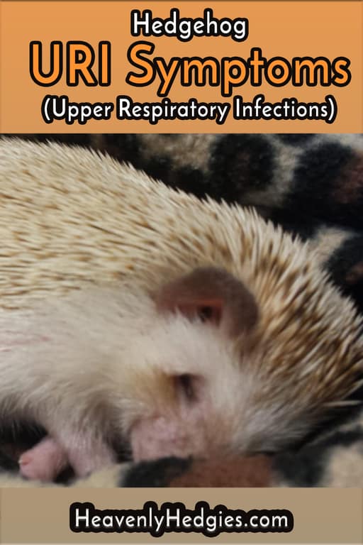 A hedgie resting and recovering from a hedgehog URI