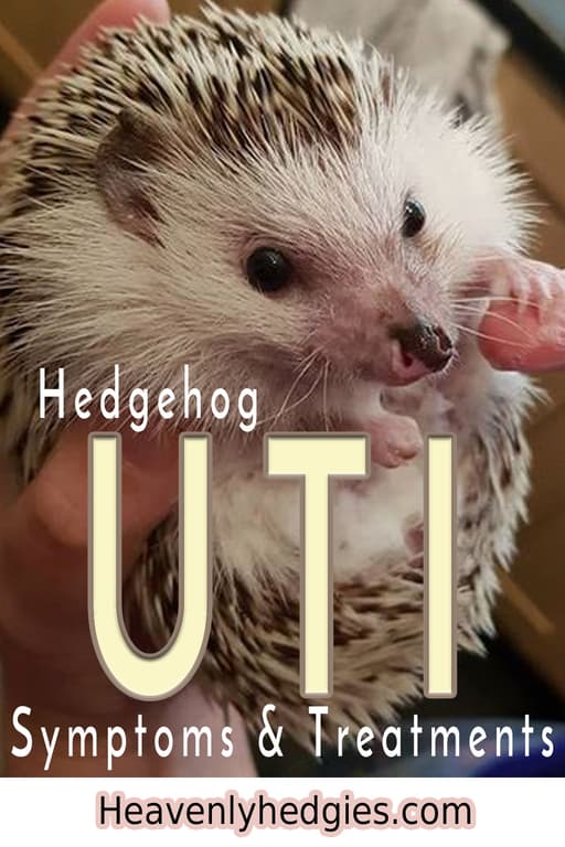 hedgehog holding his human's finger