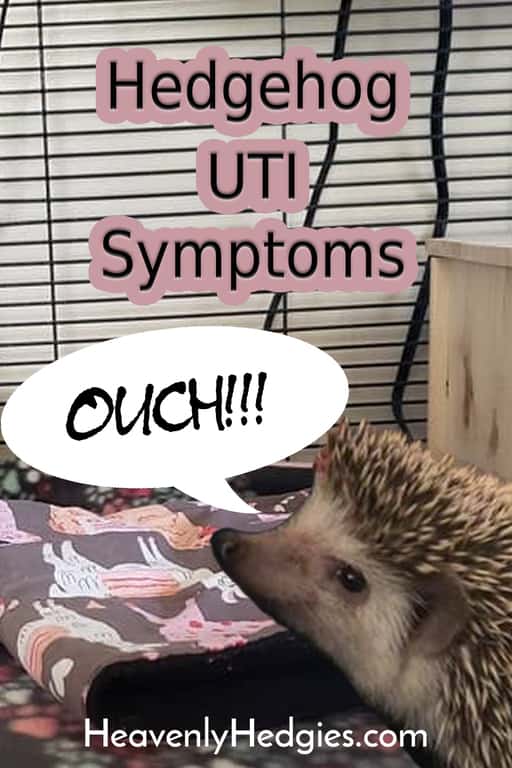 Hedgie reacting to having a UTI