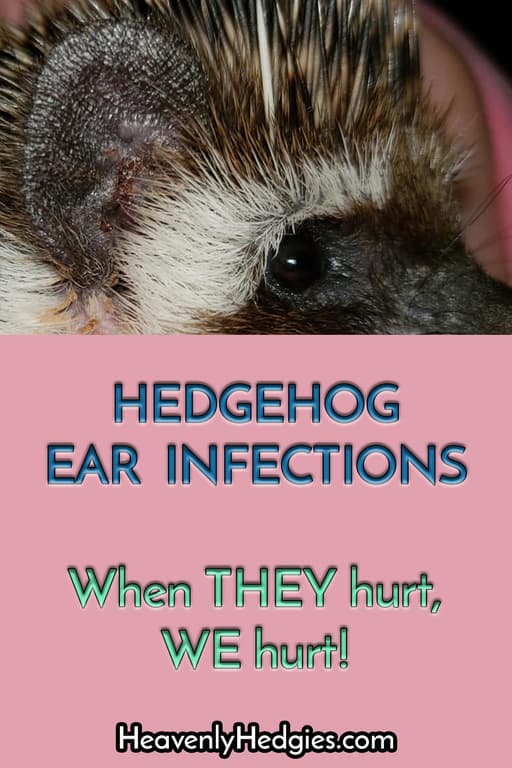 picture of hedgehog's ear with bloody discharge from infection