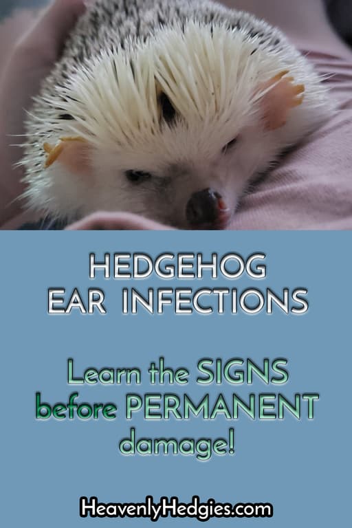 a miserable hedgehog with damaged ears from an ear mite infection