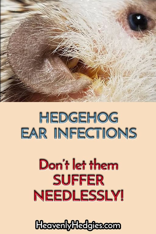 hedgehog ear with discharge oozong from an ear infection