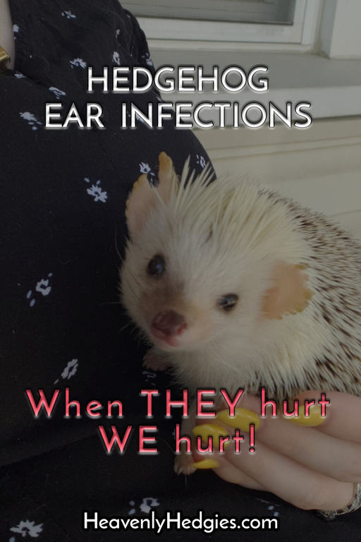 adorable hedgehog with disfigured ears from an ear mite infection