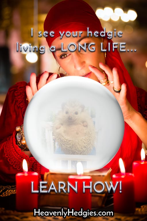 Fortune teller sees a hedgehog with a long lifespan