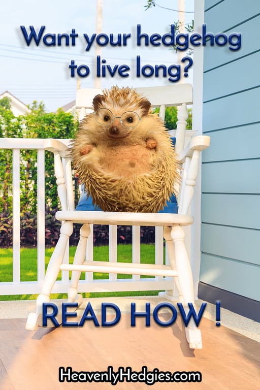 picture old hedgehog in rocking chair enjoying end of his lifespan