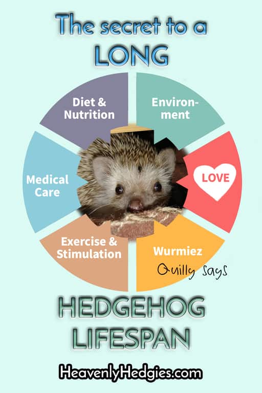 infographic showing categores of factors that impact hedgehog lifespan with Quilly in the center