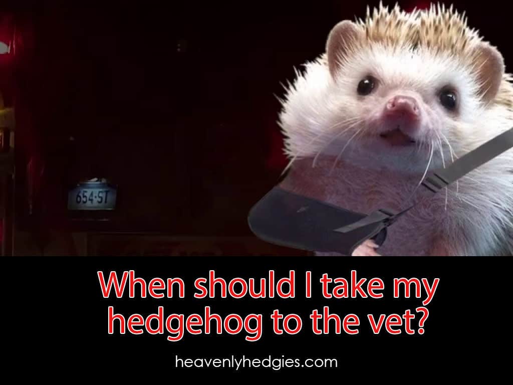 cover image with Quilly's arm in a sling standing by an ambulance ready to talk about when people should take their hedgehog to the vet