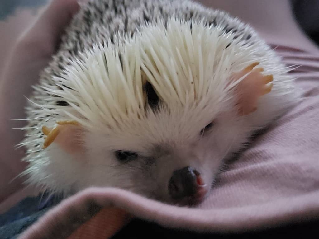 hedgehog with bunny ears plush