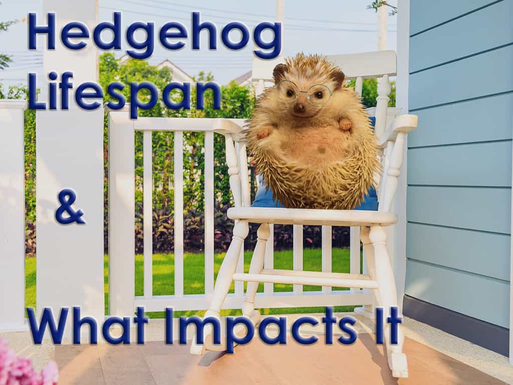 old hedgehog in rocking chair enjoying end of his lifespan