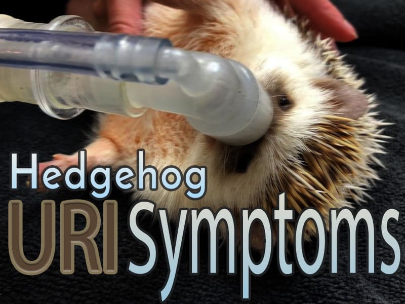 feature image for hedgehog URI symptoms article