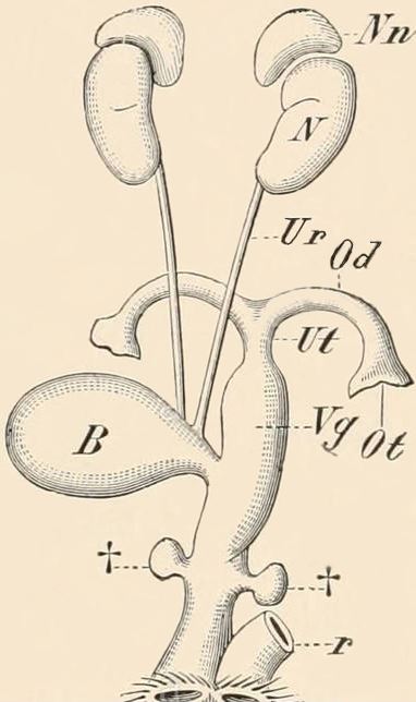 Diagram of the urinary tract of a female hedgehog