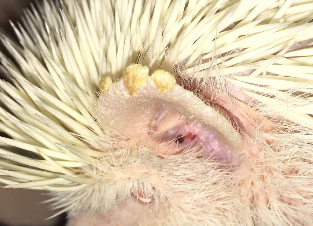 hedgehog with a fungal infection along the perimeter of the ear