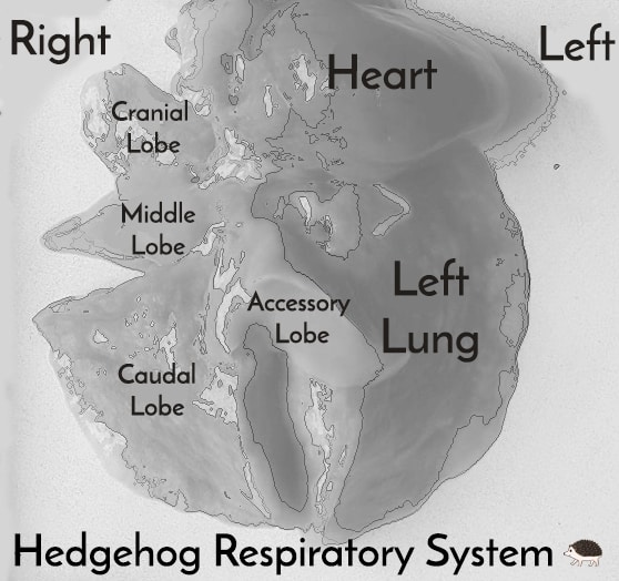 Healthy hedgehog lung diagram