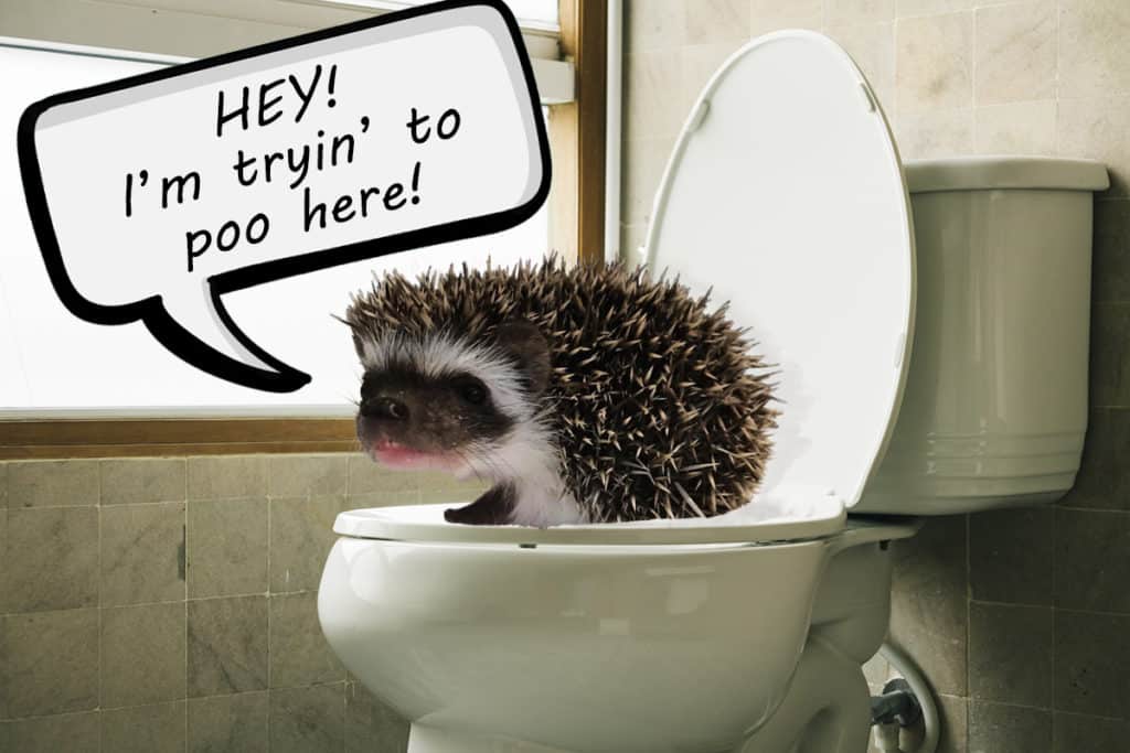 hedgehog poo in bathroom