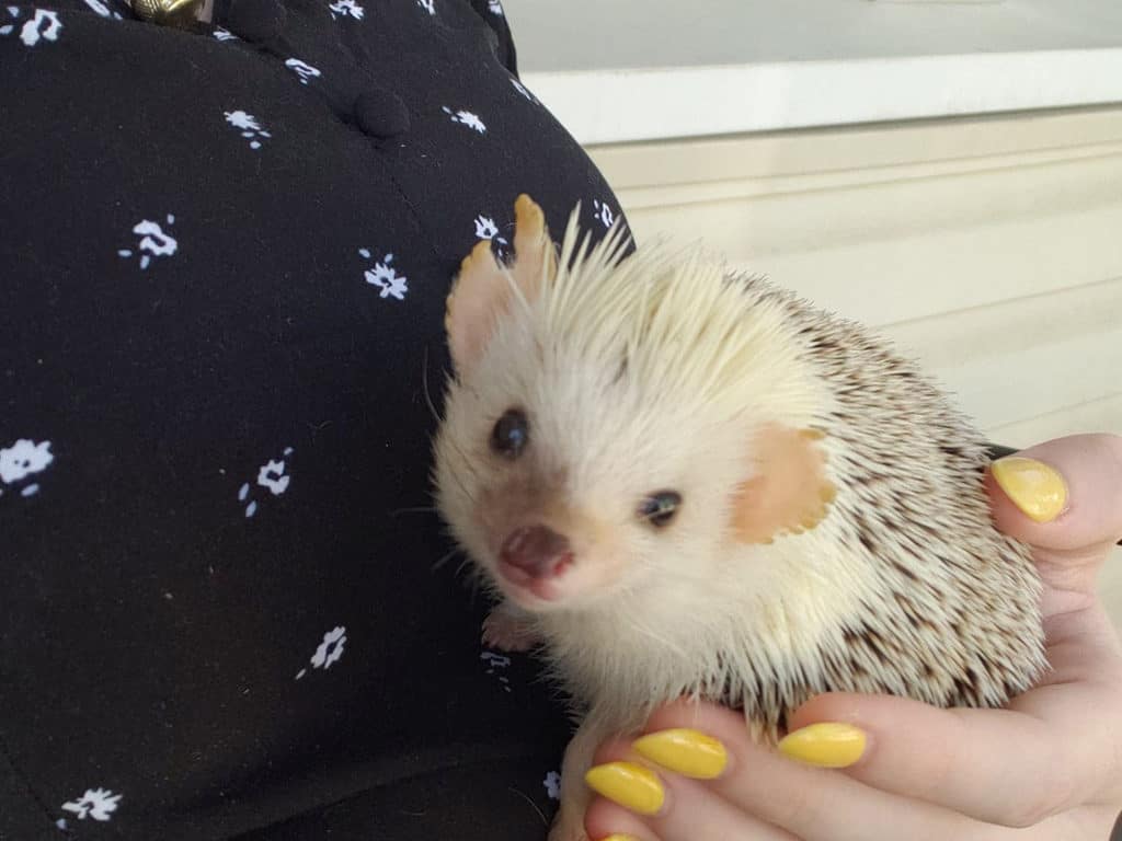 hedgehog left with disfigured ears after an ear infection is still adorable
