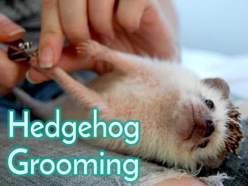 Hedgehog Nail Grooming