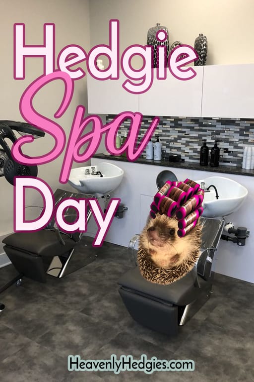 Hedgie Spa Day