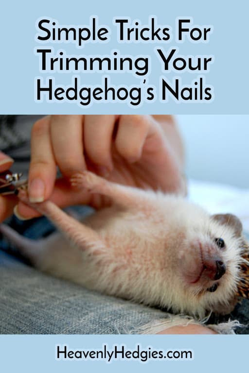 heddgehog getting nails trimmed